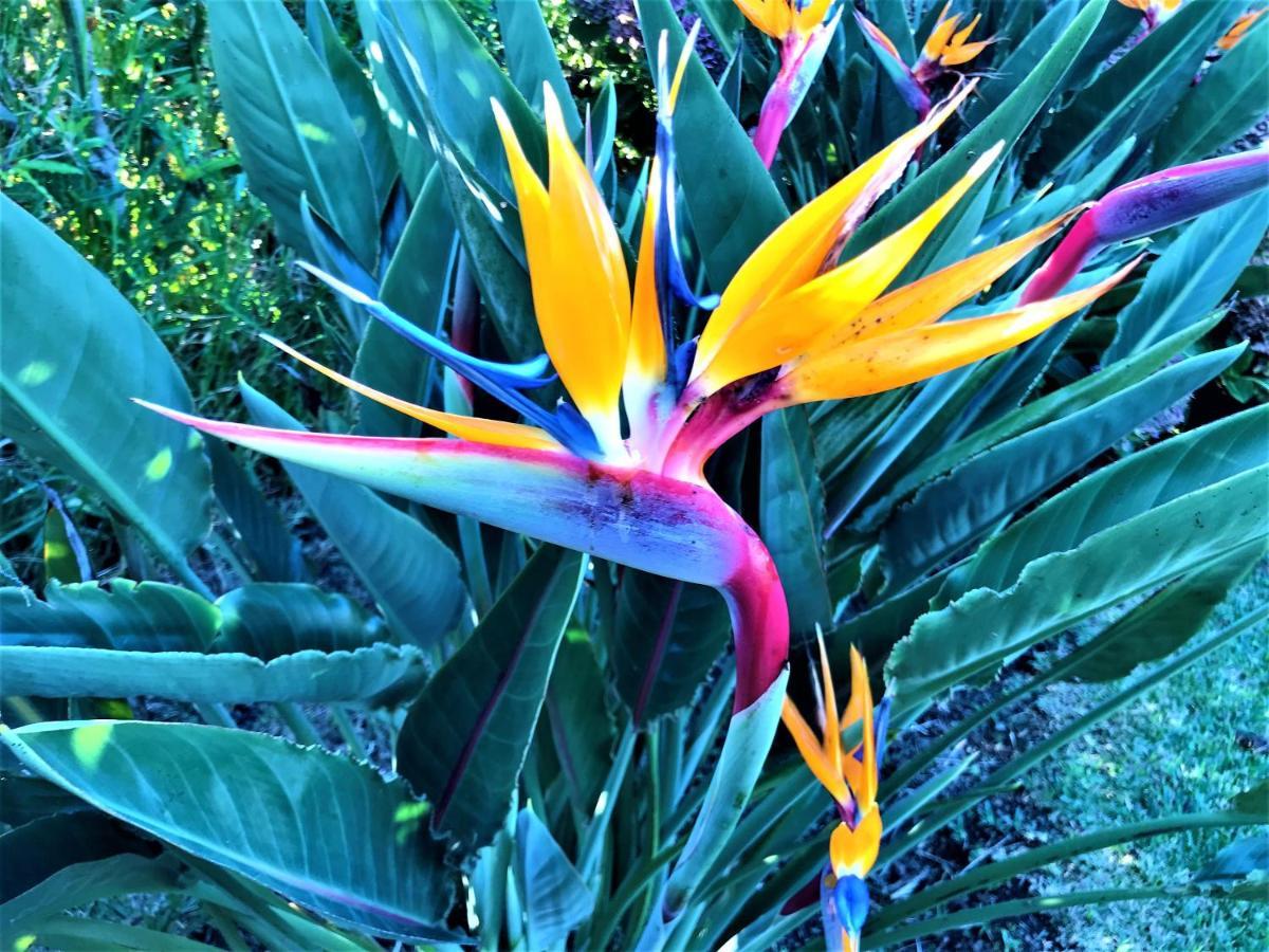Surf Beach_Santa Barbara Secret Gardens Ribeira Grande Zewnętrze zdjęcie